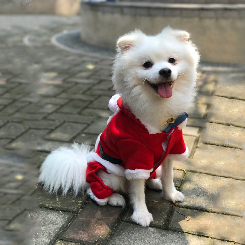 Christmas warm clothes for pets - Imagen 5