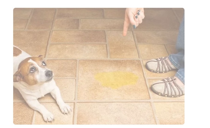 Almohadilla Absorbente Reutilizable - Imagen 4