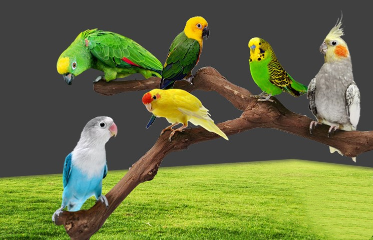 Add a stand pole to the cage for parrot birds - Imagen 5