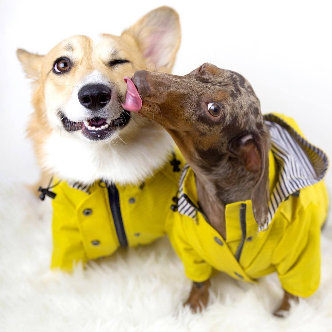 Dog Raincoat Pet Clothes Dog Clothes Rain Water - Imagen 2