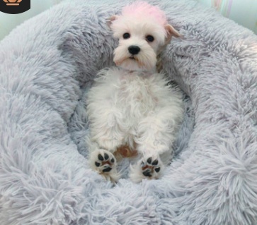 Cama para Mascotas - Imagen 10