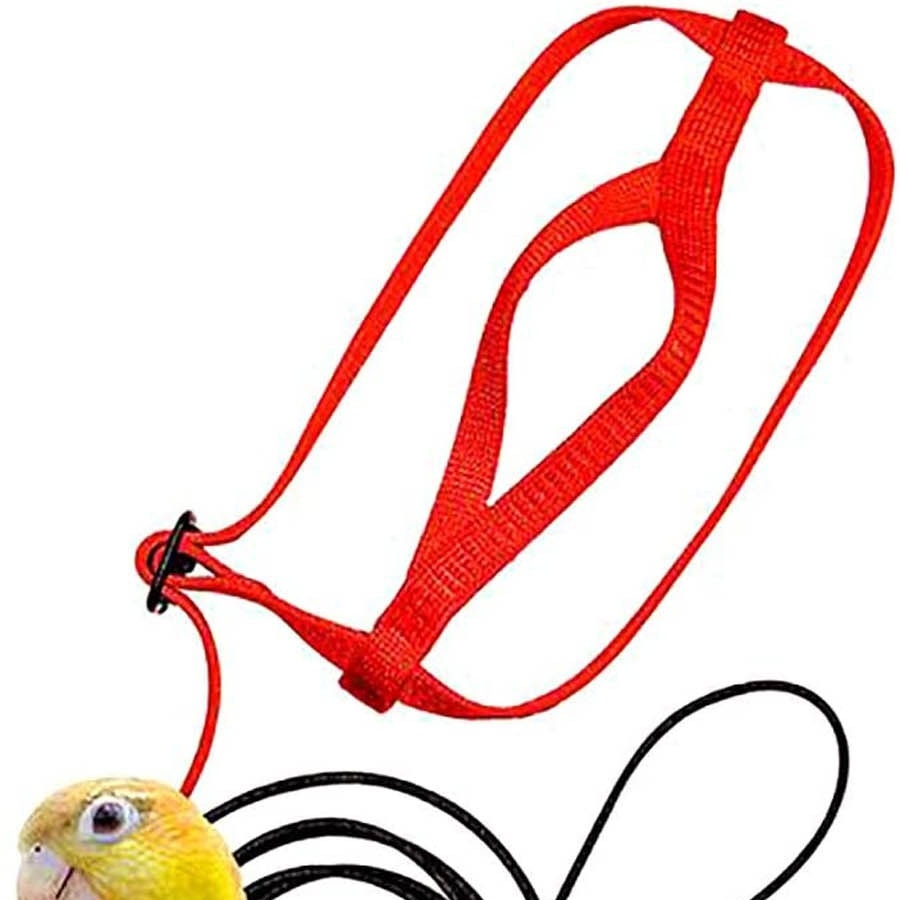 Parrot Flying With Flying Rope And Bird Harness - Imagen 10