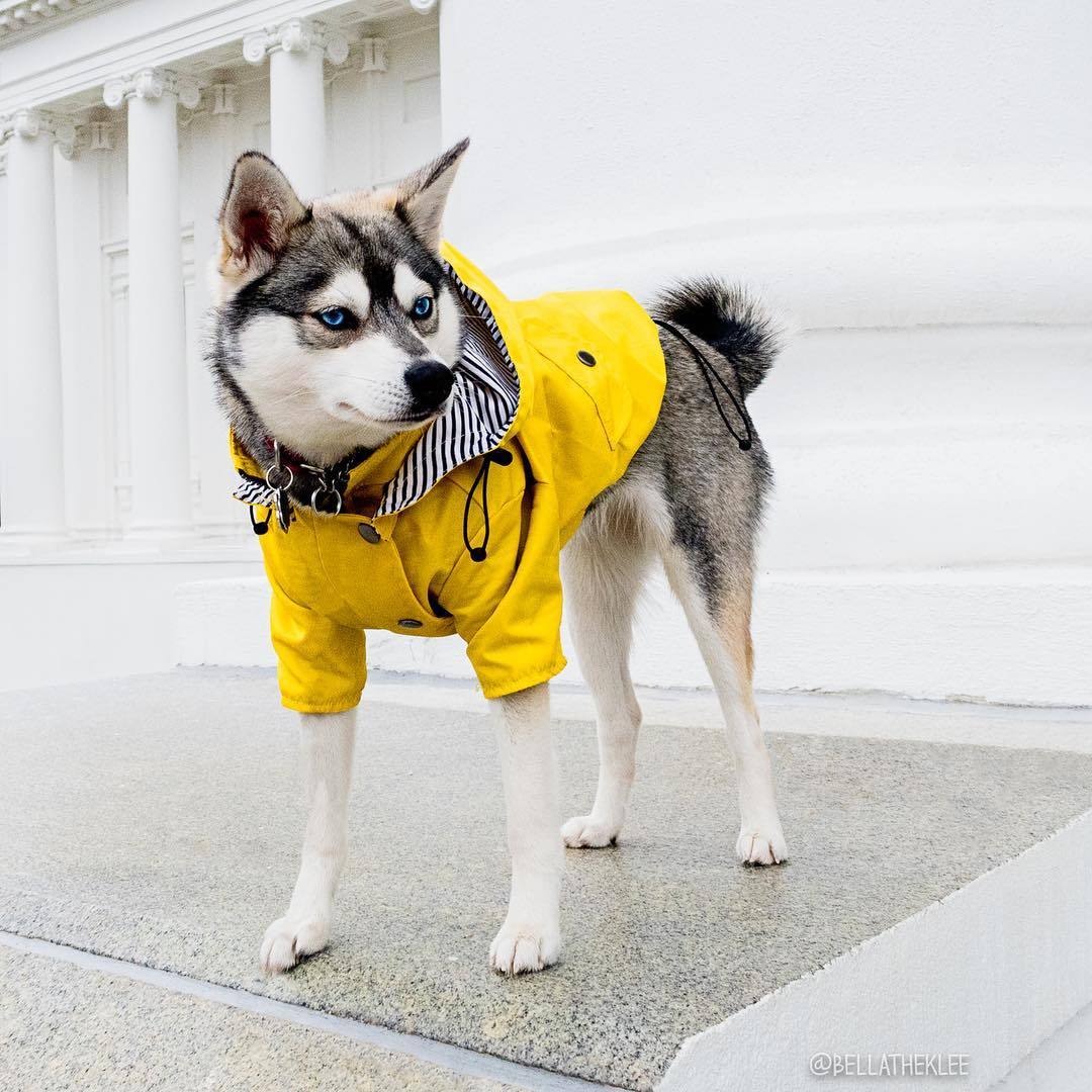 Dog Raincoat Pet Clothes Dog Clothes Rain Water - Imagen 3