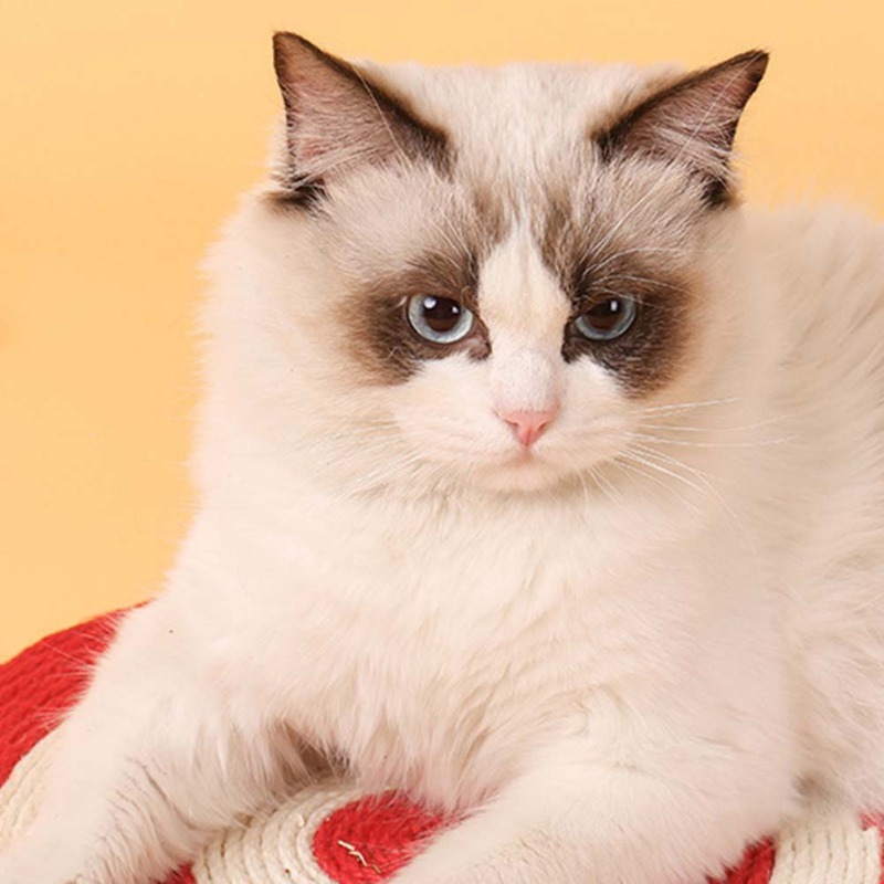 Cat Scratching Mat Natural Sisal Felt Durable Cat Scratching Board Cactus Shaped Scratcher Claws Grinding Protect Furniture - Imagen 5