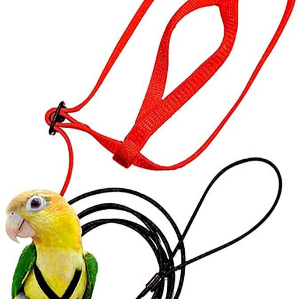 Parrot Flying With Flying Rope And Bird Harness - Imagen 9