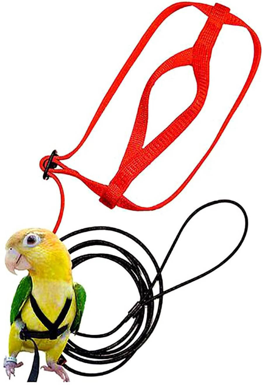 Parrot Flying With Flying Rope And Bird Harness - Imagen 4