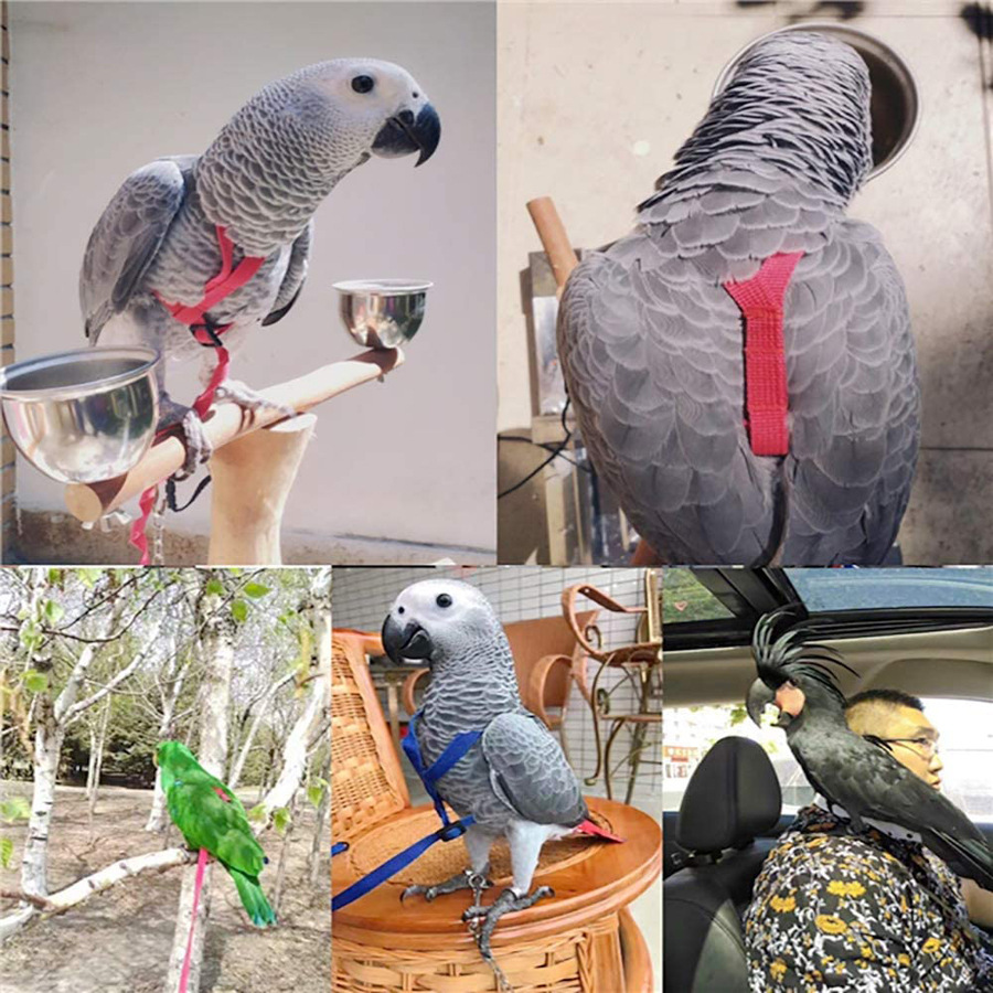 Parrot Flying With Flying Rope And Bird Harness - Imagen 5