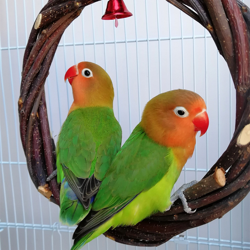 Bird Standing Frame Rattan Ring Chewing Toy Bird Cage - Imagen 3