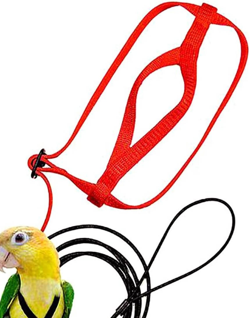 Parrot Flying With Flying Rope And Bird Harness - Imagen 8